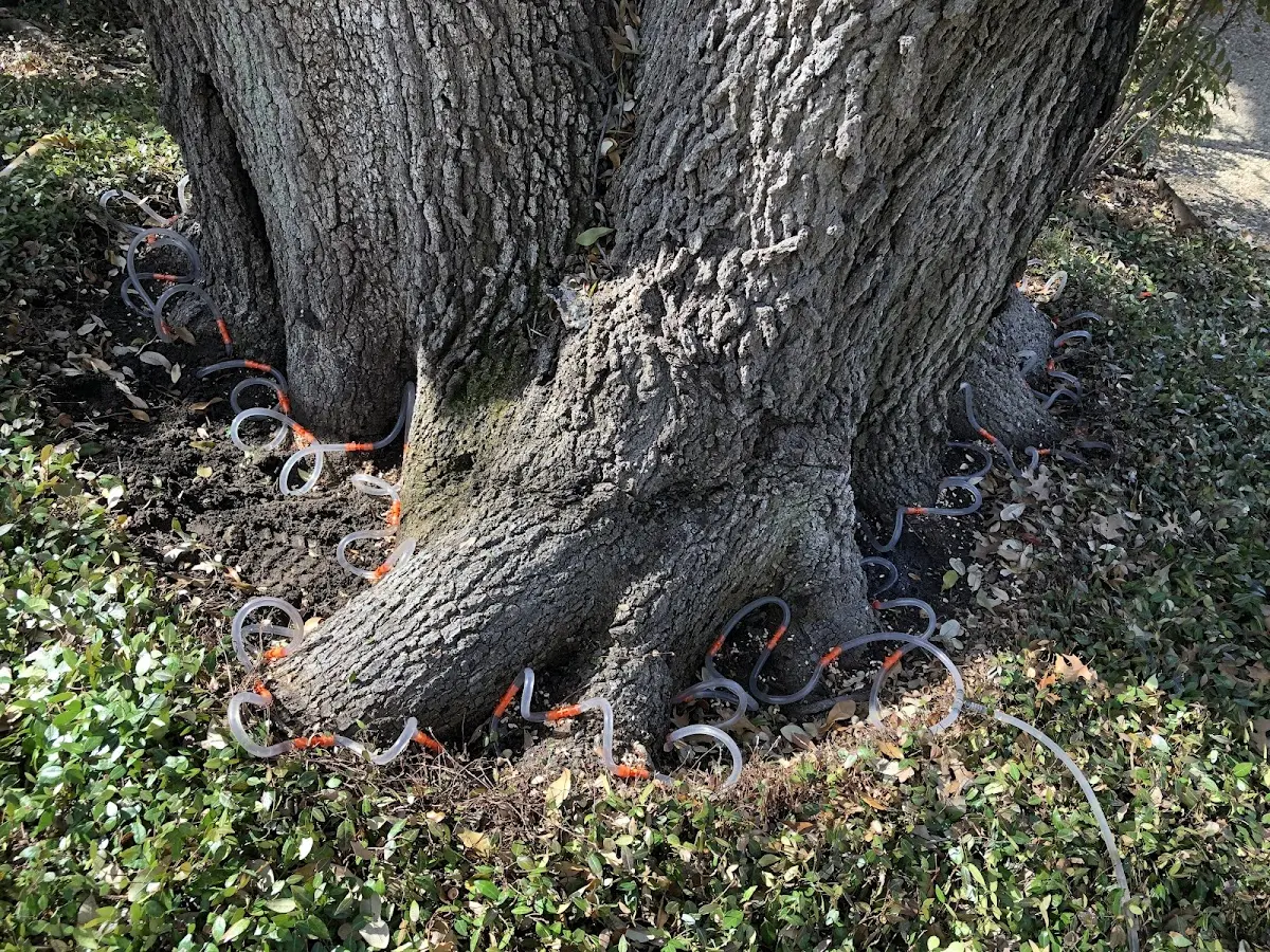 Detailed Tree Cabling and Bracing job site in Littlerock